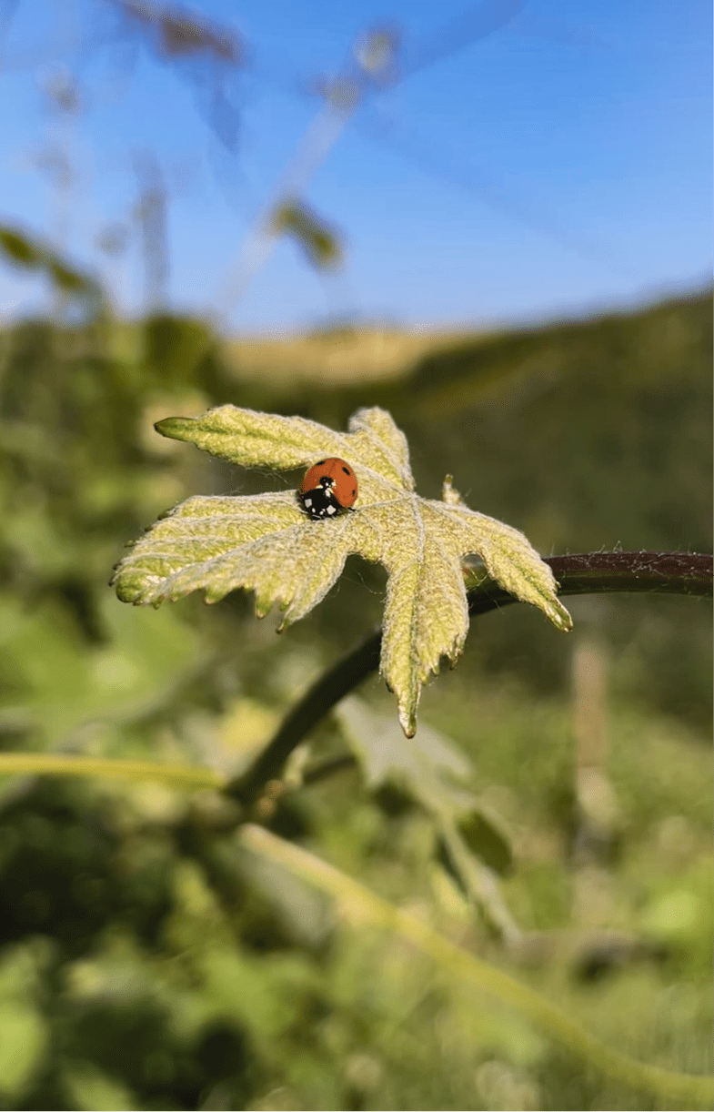 RONCHI DI CASTELLUCCIO - POGGIO DELLA DOGANA — foto 4
